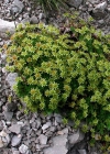 Einzelbild 6 Blattloser Steinbrech - Saxifraga aphylla