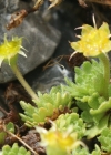 Einzelbild 7 Blattloser Steinbrech - Saxifraga aphylla