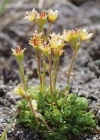 Einzelbild 3 Gefurchter Steinbrech - Saxifraga exarata subsp. exarata