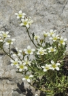 Einzelbild 7 Gefurchter Steinbrech - Saxifraga exarata subsp. exarata