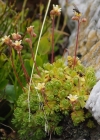 Einzelbild 4 Moschus-Steinbrech - Saxifraga exarata subsp. moschata
