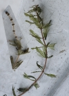 Einzelbild 5 Ähriges Tausendblatt - Myriophyllum spicatum