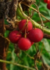 Einzelbild 6 Zweihäusige Zaunrübe - Bryonia dioica