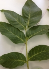 Einzelbild 6 Walnussbaum - Juglans regia