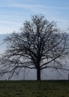 Einzelbild 8 Walnussbaum - Juglans regia