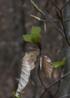 Einzelbild 6 Rot-Buche - Fagus sylvatica