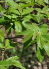Einzelbild 7 Edel-Kastanie - Castanea sativa