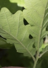 Einzelbild 8 Flaum-Eiche - Quercus pubescens