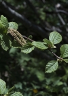 Einzelbild 5 Grün-Erle - Alnus viridis