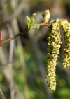 Einzelbild 6 Grün-Erle - Alnus viridis