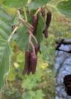 Einzelbild 6 Schwarz-Erle - Alnus glutinosa