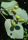 Einzelbild 3 Grau-Erle - Alnus incana