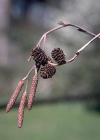 Einzelbild 4 Grau-Erle - Alnus incana
