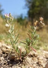 Einzelbild 5 Rote Schuppenmiere - Spergularia rubra