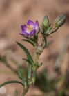 Einzelbild 7 Rote Schuppenmiere - Spergularia rubra
