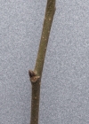 Einzelbild 5 Berg-Ulme - Ulmus glabra