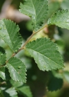 Einzelbild 4 Feld-Ulme - Ulmus minor