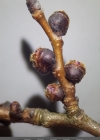 Einzelbild 5 Feld-Ulme - Ulmus minor