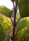 Einzelbild 5 Grosse Brennnessel - Urtica dioica