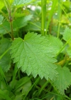 Einzelbild 6 Grosse Brennnessel - Urtica dioica
