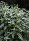 Einzelbild 8 Grosse Brennnessel - Urtica dioica