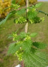 Einzelbild 7 Kleine Brennnessel - Urtica urens