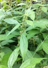 Einzelbild 6 Aufrechtes Glaskraut - Parietaria officinalis