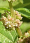 Einzelbild 7 Aufrechtes Glaskraut - Parietaria officinalis