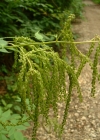 Einzelbild 7 Wald-Geissbart - Aruncus dioicus