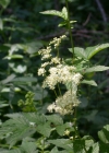 Einzelbild 5 Moor-Geissbart - Filipendula ulmaria