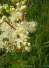 Einzelbild 6 Moor-Geissbart - Filipendula ulmaria