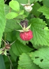Einzelbild 6 Himbeere - Rubus idaeus
