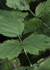 Einzelbild 4 Blaue Brombeere - Rubus caesius