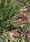 Einzelbild 5 Französischer Tragant - Astragalus monspessulanus