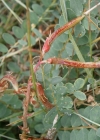 Einzelbild 7 Französischer Tragant - Astragalus monspessulanus