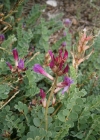Einzelbild 8 Französischer Tragant - Astragalus monspessulanus