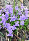 Einzelbild 5 Behaartes Veilchen - Viola hirta