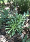Einzelbild 5 Blasenschötchen - Alyssoides utriculata