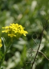 Einzelbild 7 Blasenschötchen - Alyssoides utriculata