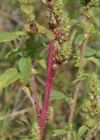 Einzelbild 5 Zurückgekrümmter Amarant - Amaranthus retroflexus