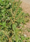 Einzelbild 6 Zurückgekrümmter Amarant - Amaranthus retroflexus