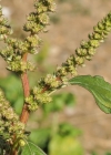 Einzelbild 7 Zurückgekrümmter Amarant - Amaranthus retroflexus