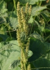 Einzelbild 8 Zurückgekrümmter Amarant - Amaranthus retroflexus