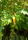 Einzelbild 4 Alpen-Hagrose - Rosa pendulina