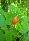 Einzelbild 5 Alpen-Hagrose - Rosa pendulina