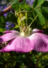 Einzelbild 7 Alpen-Hagrose - Rosa pendulina