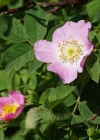 Einzelbild 8 Hunds-Rose - Rosa canina aggr.