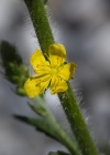 Einzelbild 5 Kleiner Odermennig - Agrimonia eupatoria