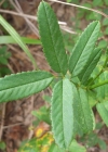 Einzelbild 7 Grosser Wiesenknopf - Sanguisorba officinalis