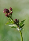 Einzelbild 8 Grosser Wiesenknopf - Sanguisorba officinalis